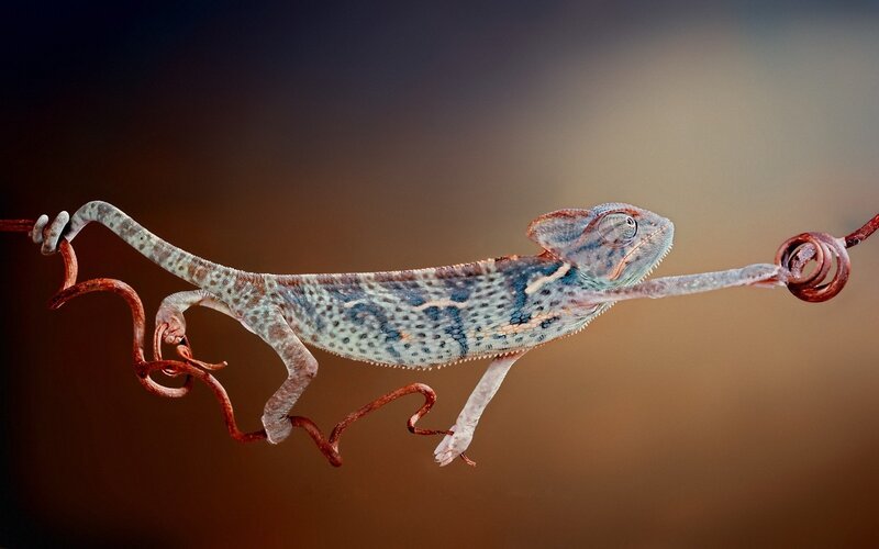 Chameleon on Wire — Brown, Dramatic