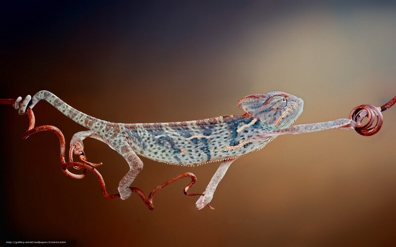 Chameleon on Wire — Brown