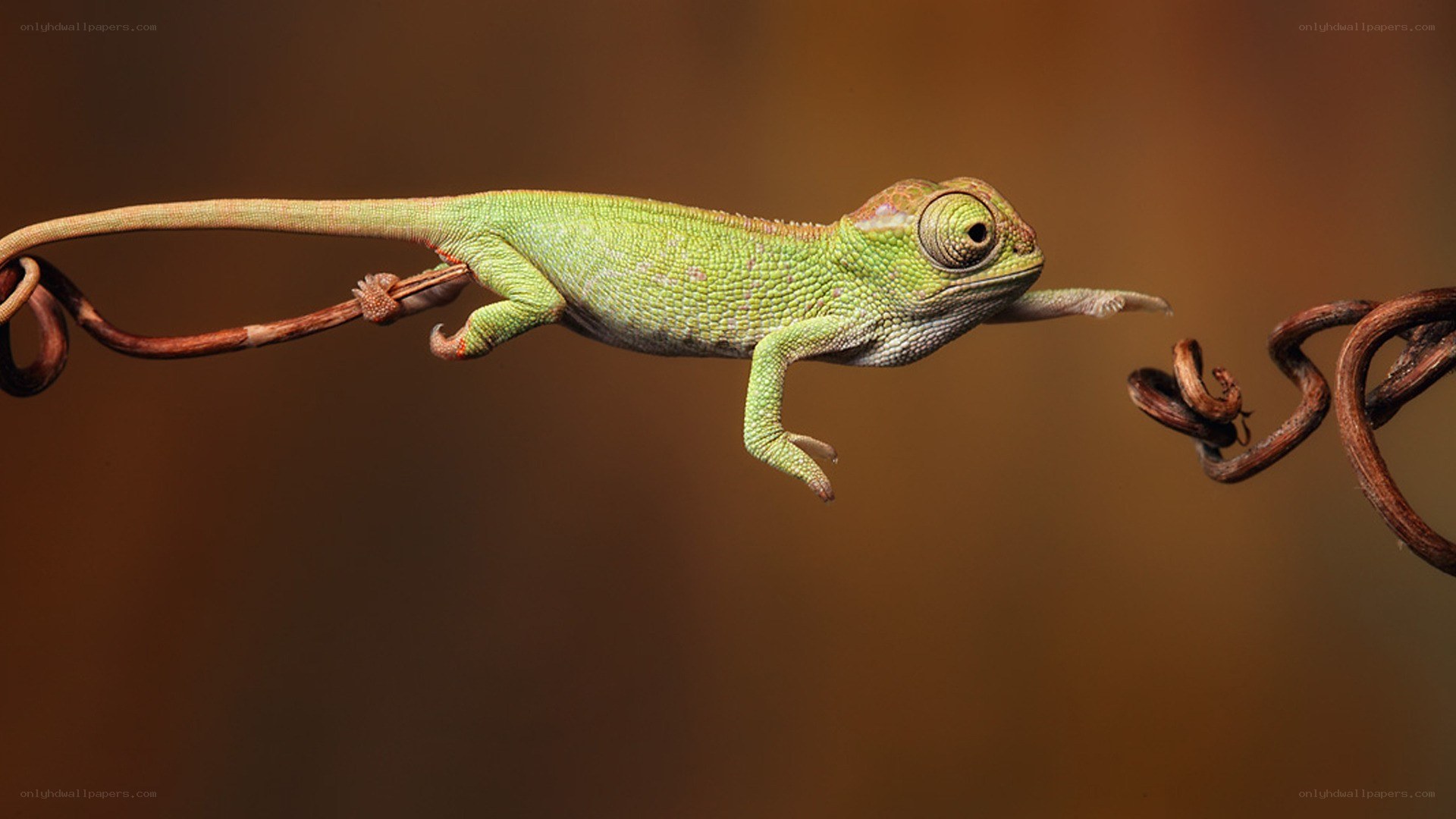 chameleon reaching for branch