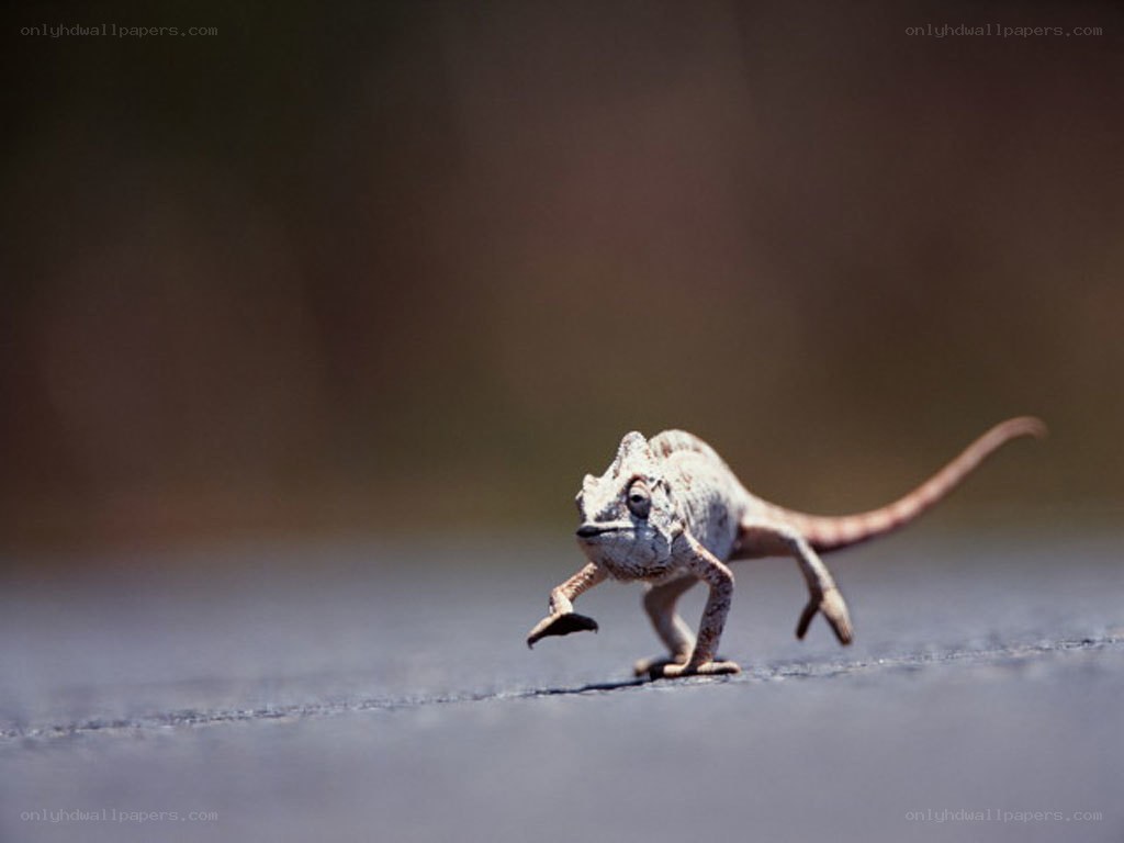 chameleon running on pavement