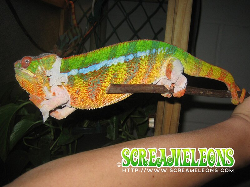 Chameleon Shedding Skin