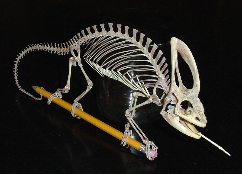 Chameleon skeleton with pencil