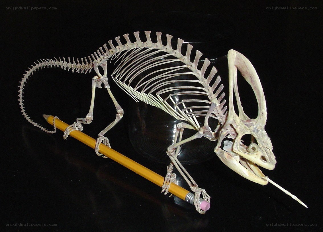 Chameleon skeleton with pencil