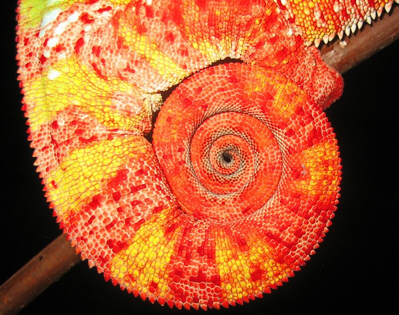 Chameleon Tail Coiled