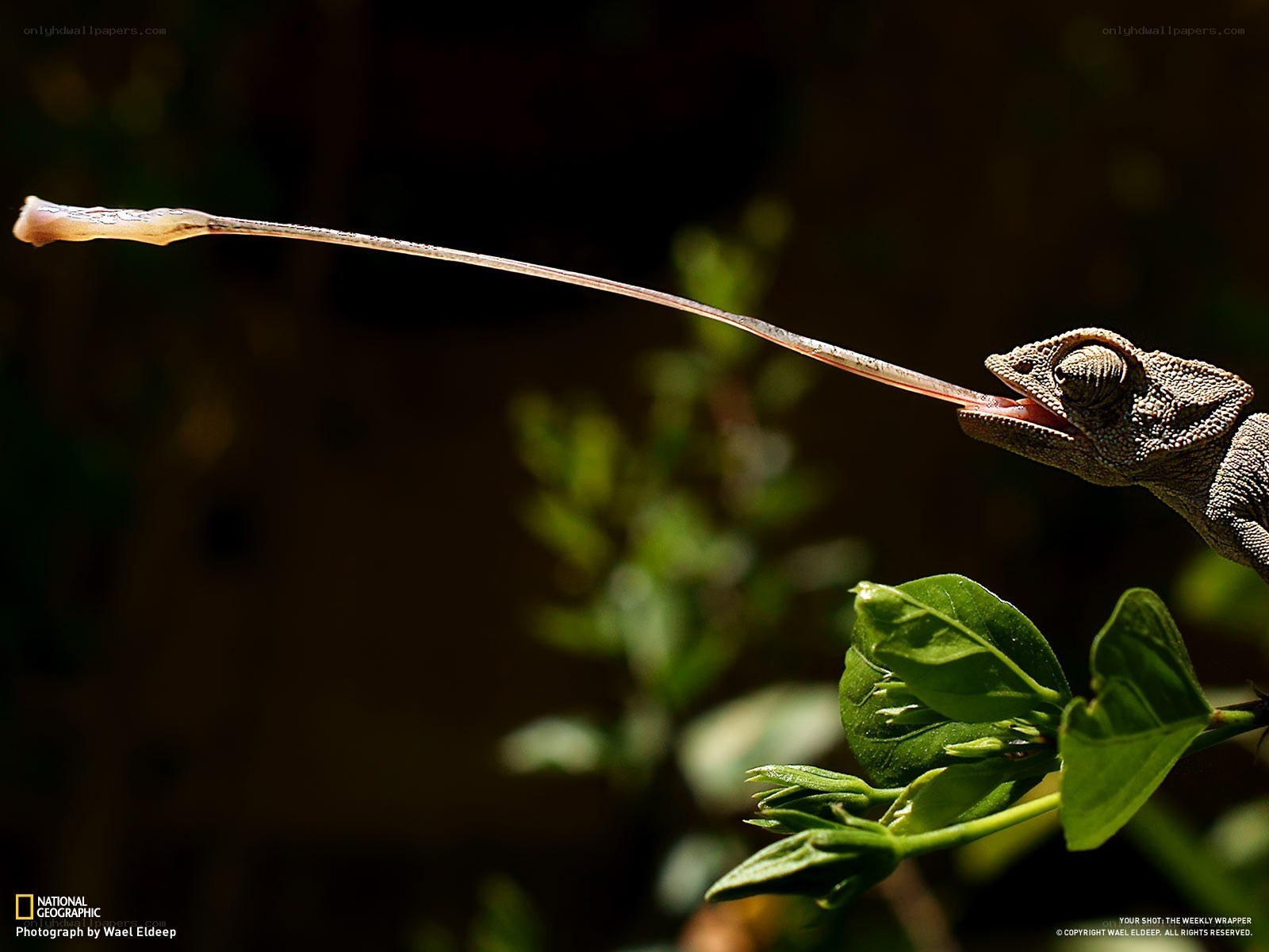 Chameleon with extended tongue