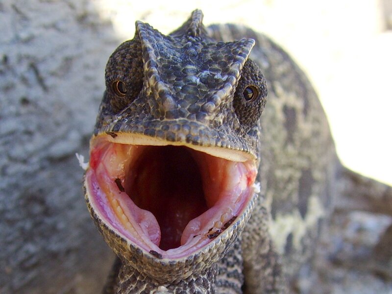 chameleon with open mouth