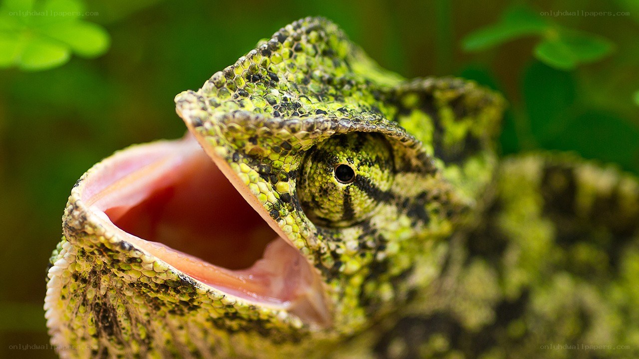 chameleon with open mouth