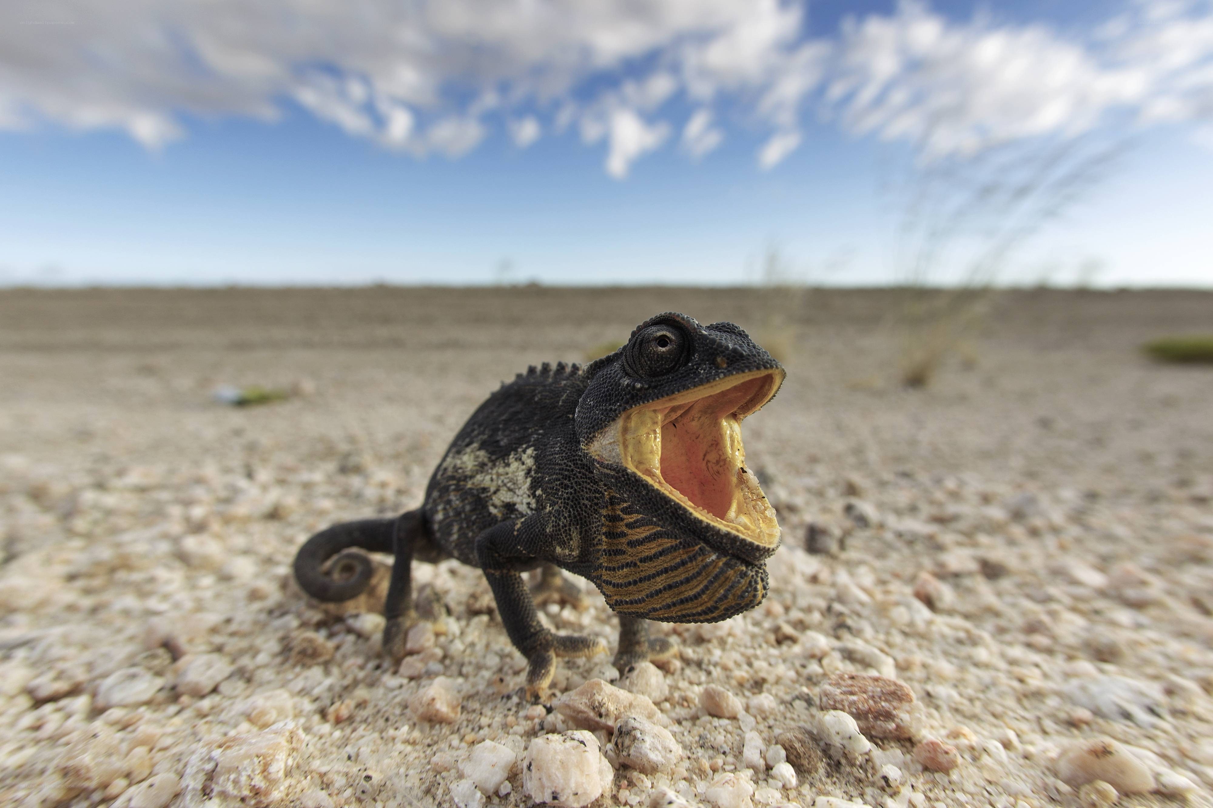 chameleon with open mouth