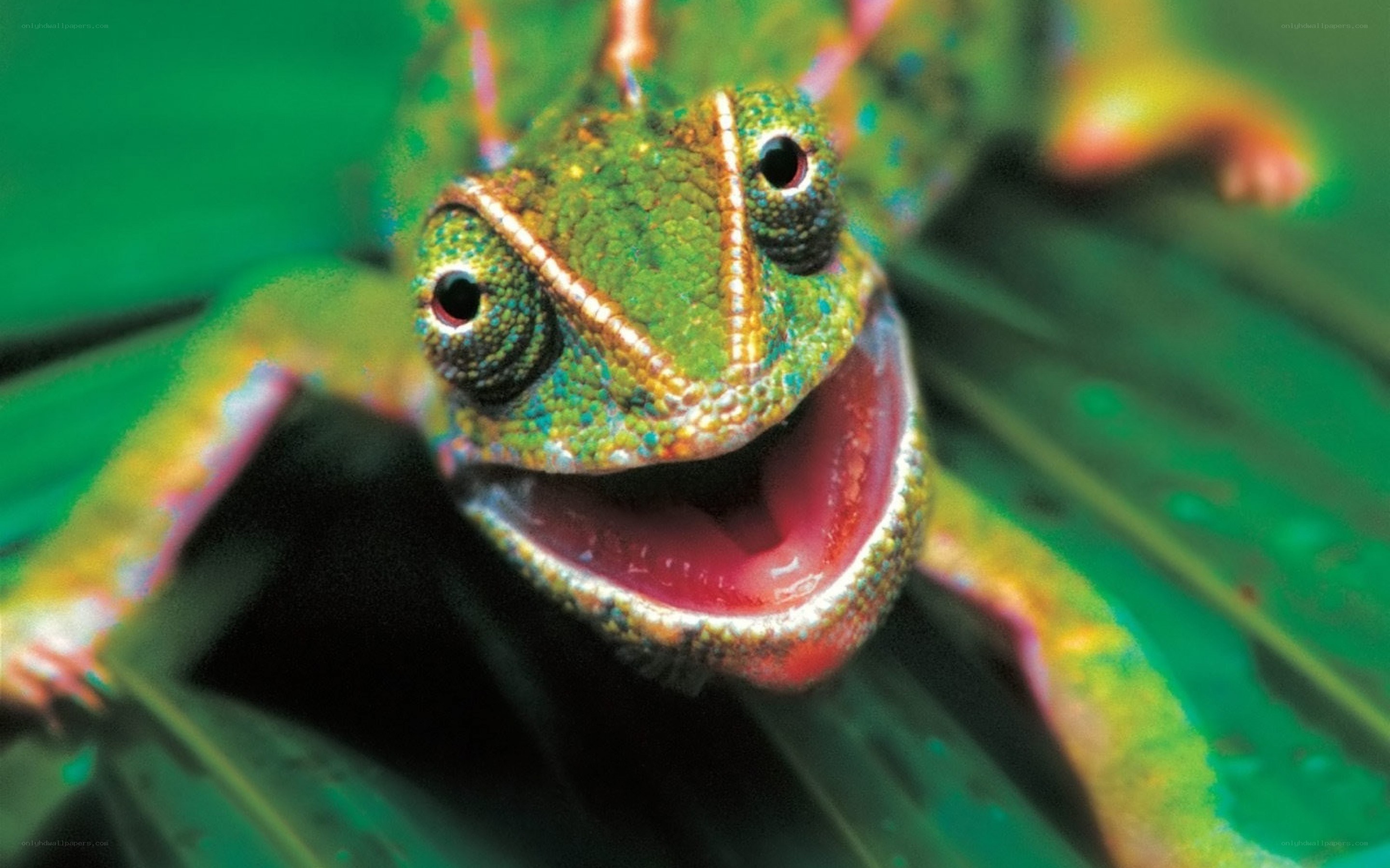 chameleon with open mouth