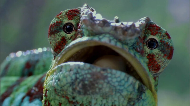 chameleon with open mouth