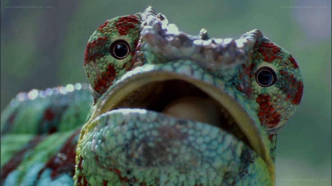 chameleon with open mouth