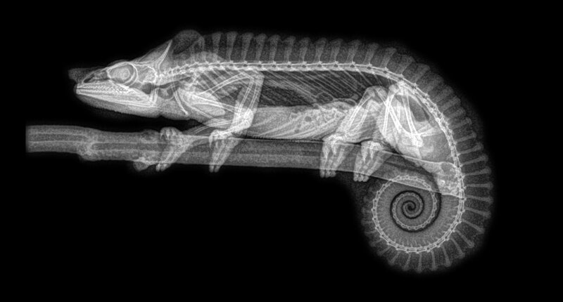 Chameleon X-ray