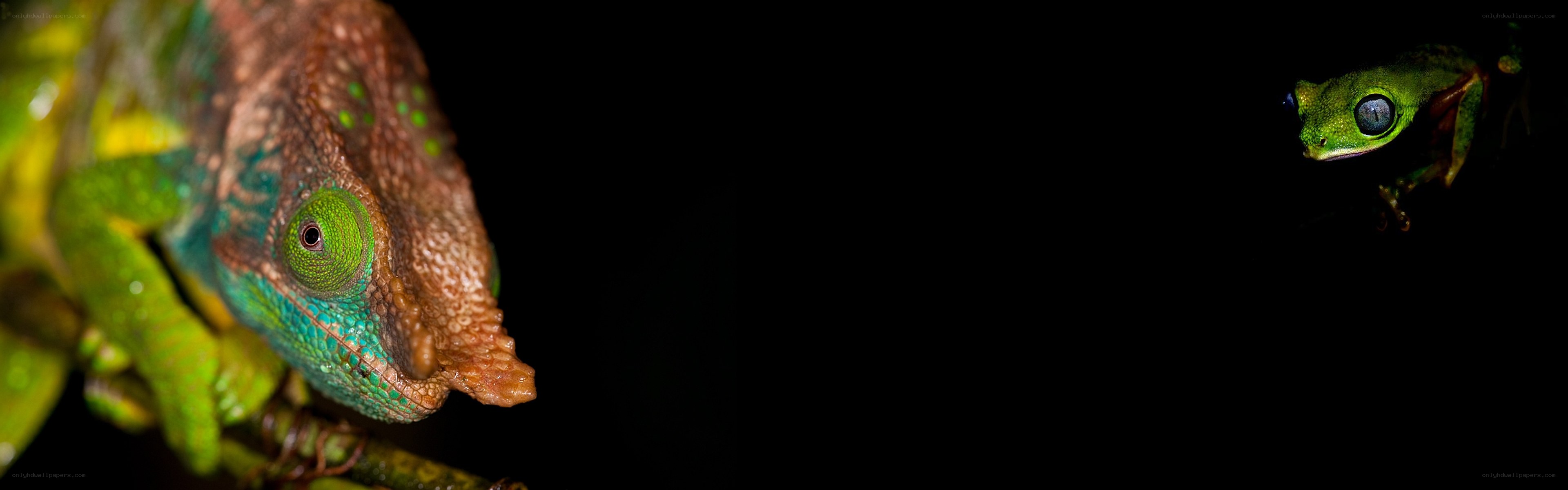 Chameleons in the dark
