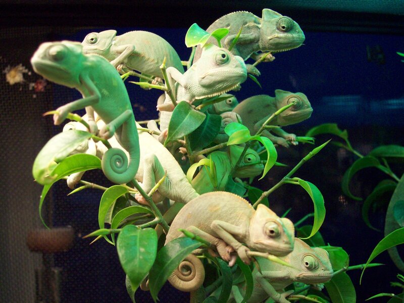 Chameleons on Branches