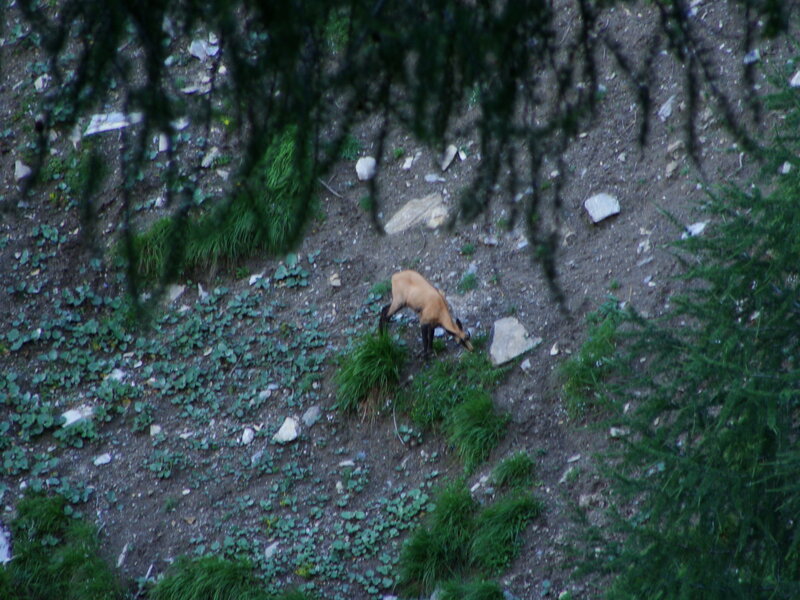Chamois Grazing on Slope
