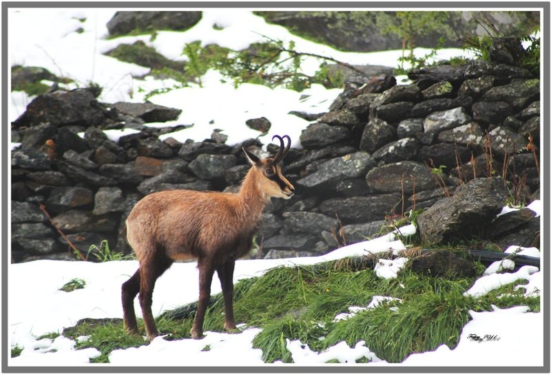 Chamois in Snow