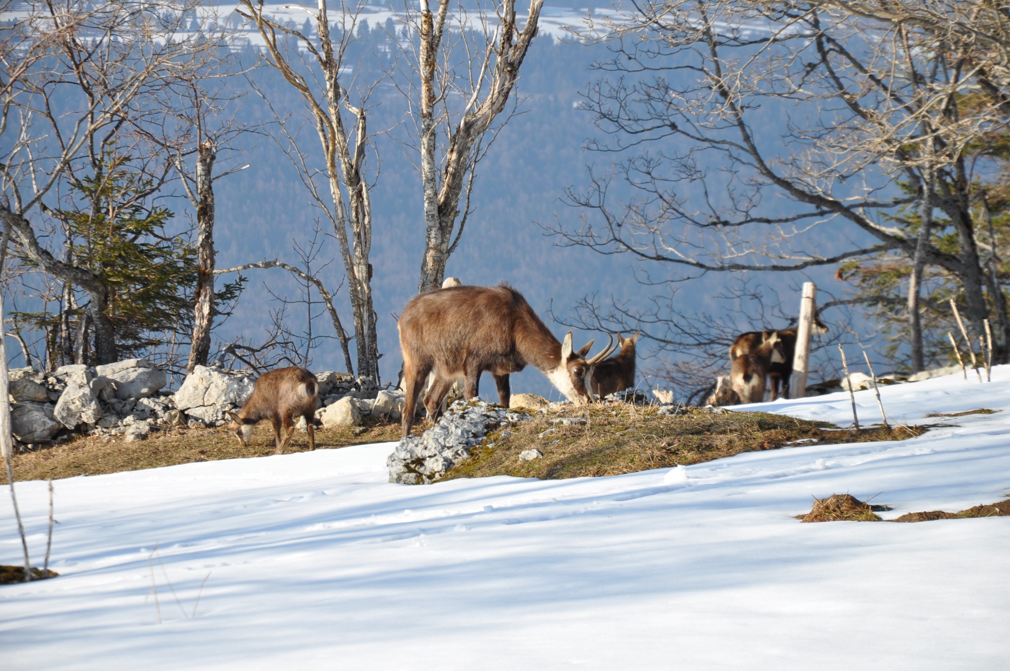 Chamois in snowy mountains