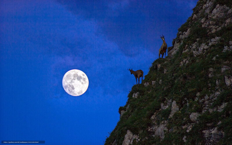 Chamois on a Cliff — Blue, Dramatic