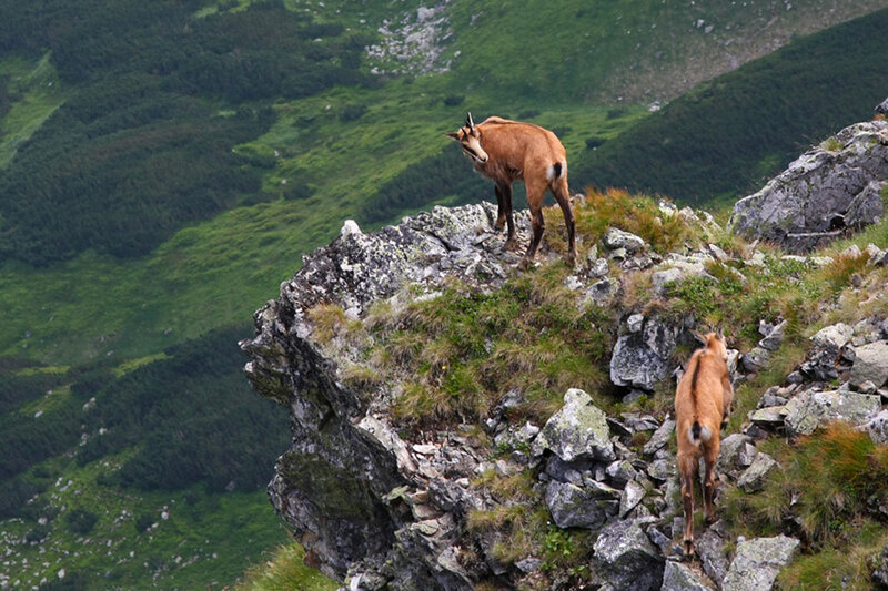 Chamois on a Cliff — Green, Natural