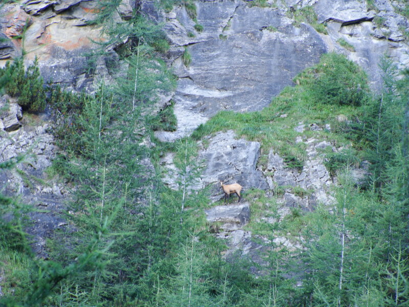 Chamois on a Cliff — Green