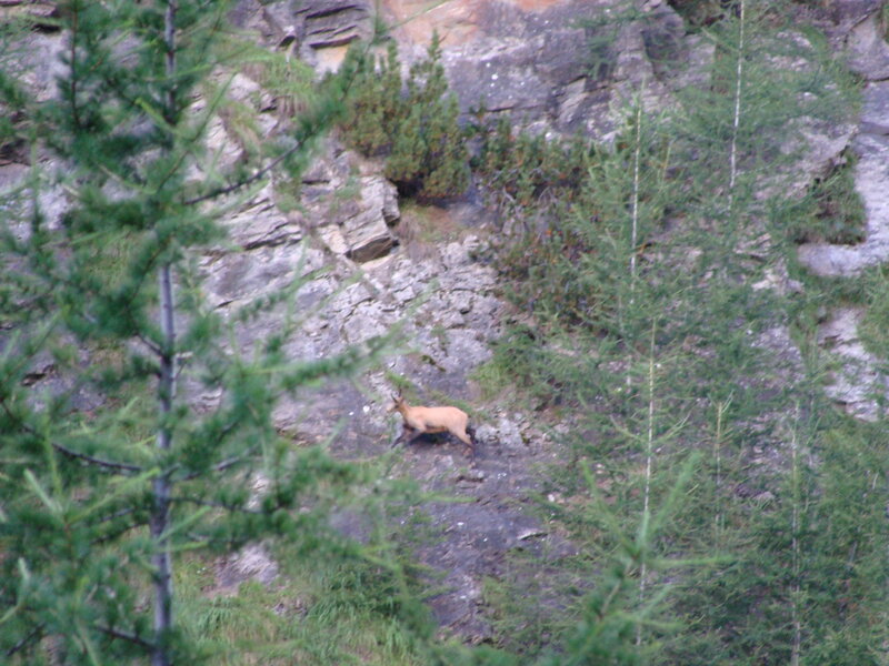 Chamois on a Cliff