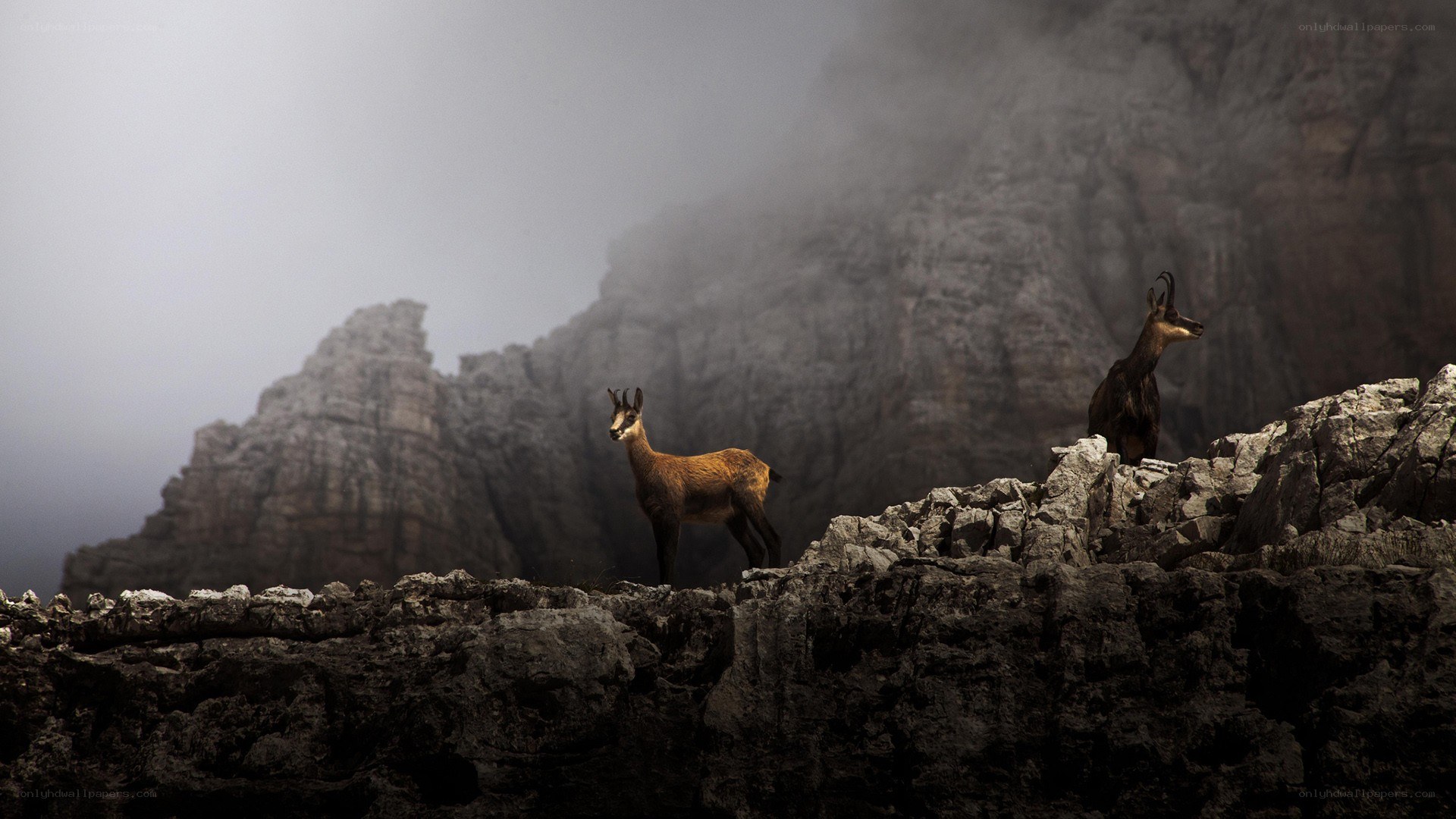 Chamois on a misty mountain
