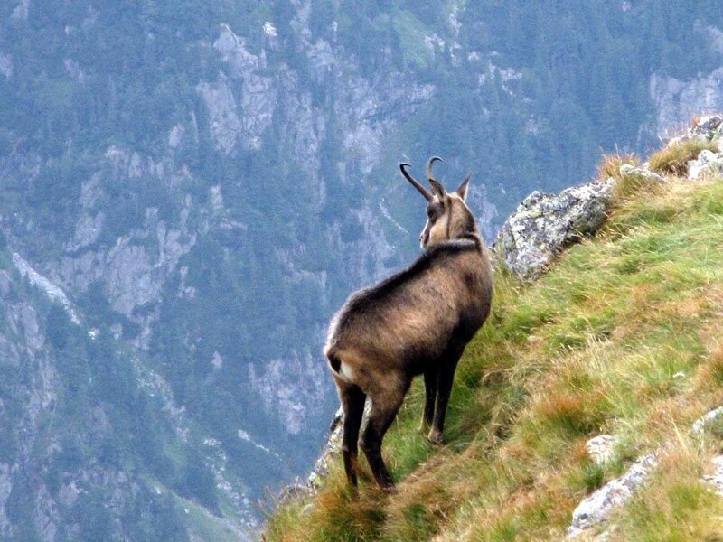 Chamois on a mountain slope