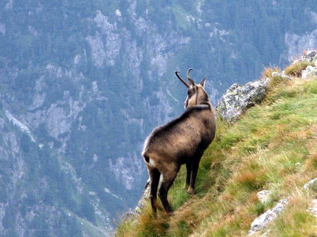 Chamois on a mountain slope
