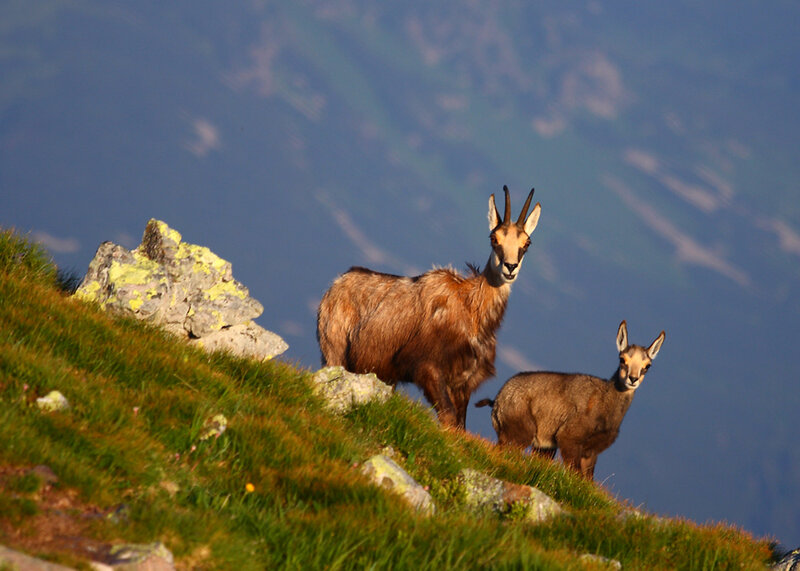Chamois on a Mountain