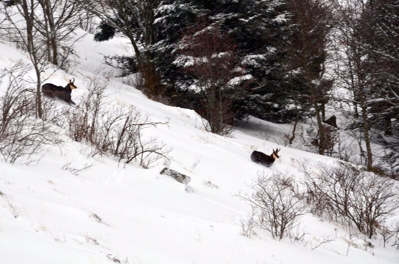 Chamois on a snowy slope
