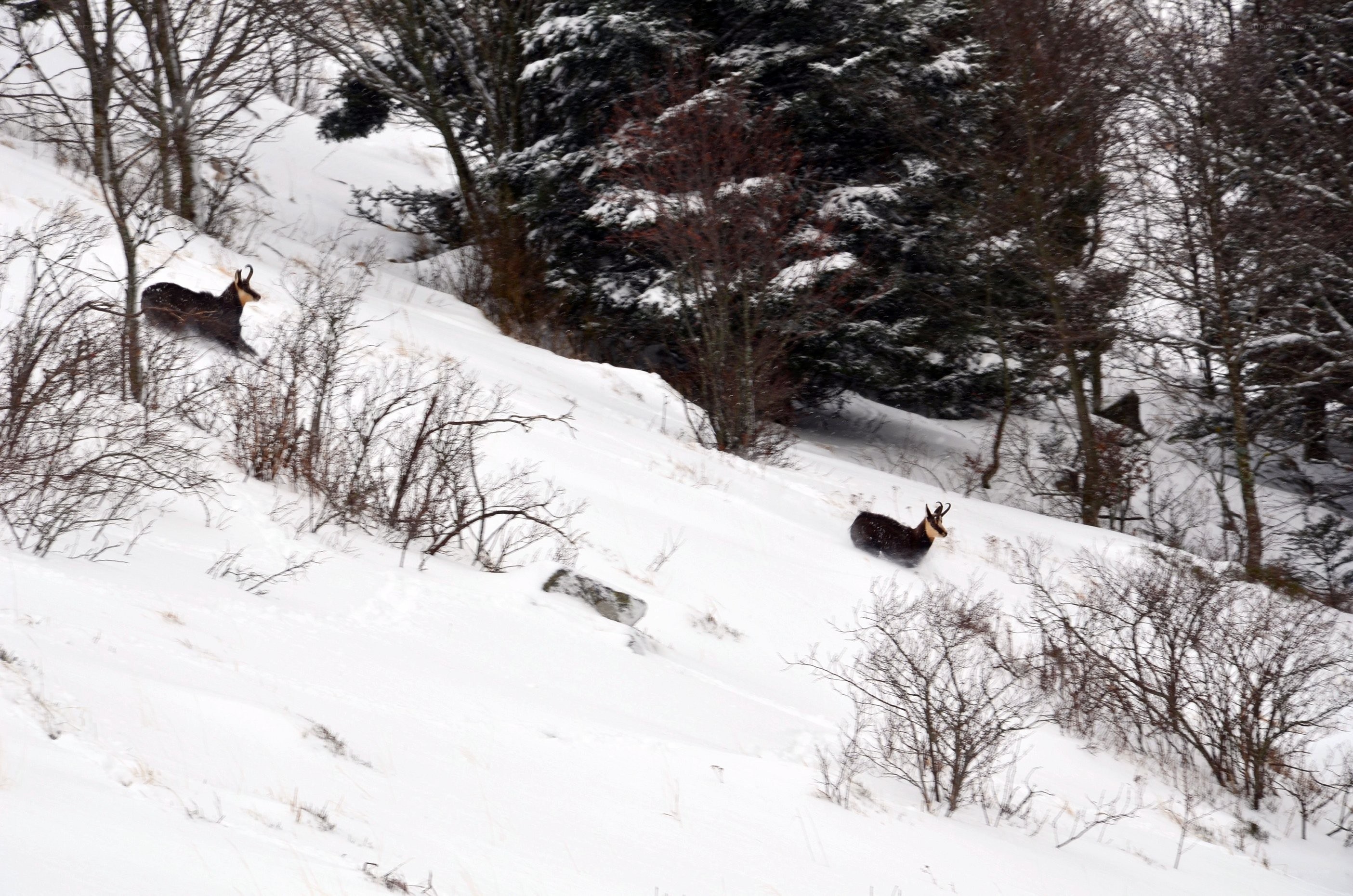 Chamois on a snowy slope