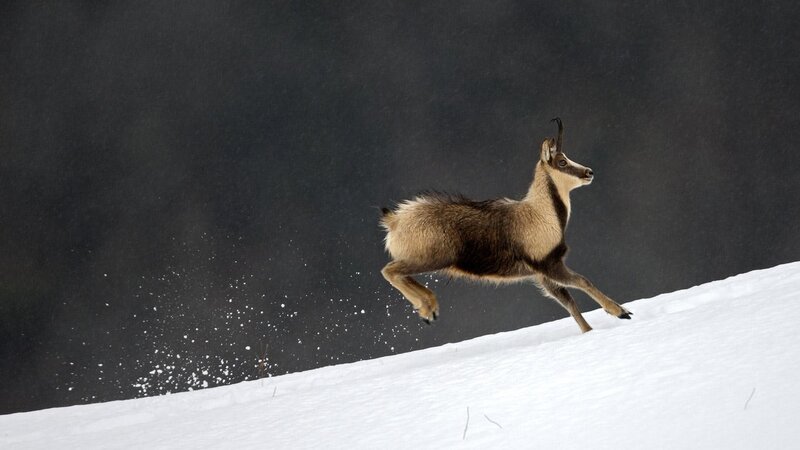 chamois running on snow