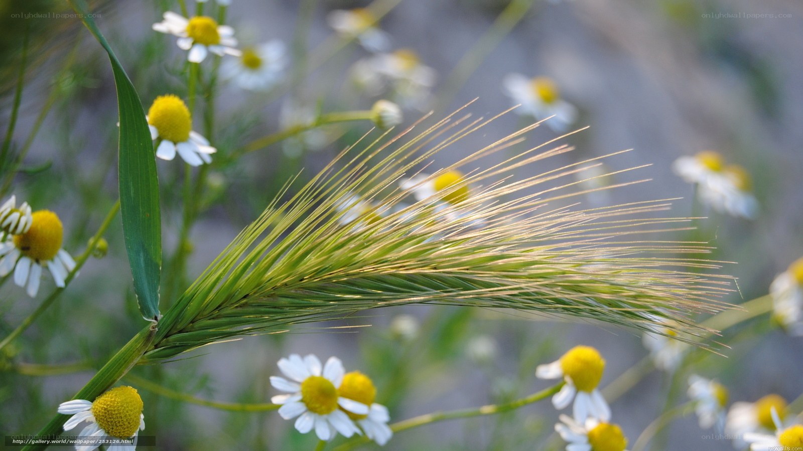 Chamomile and wheat in a field