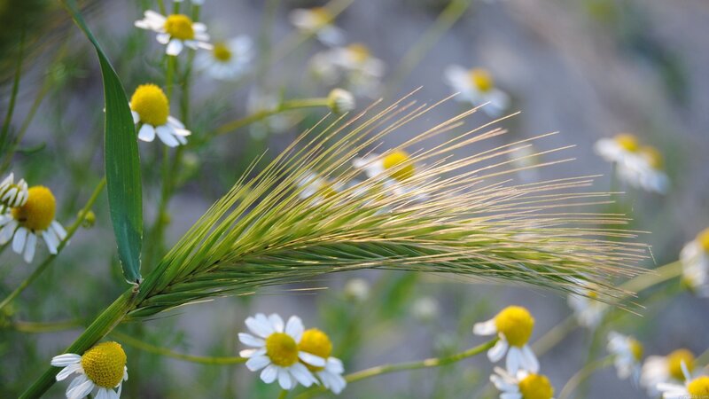 Chamomile and wheat in a field