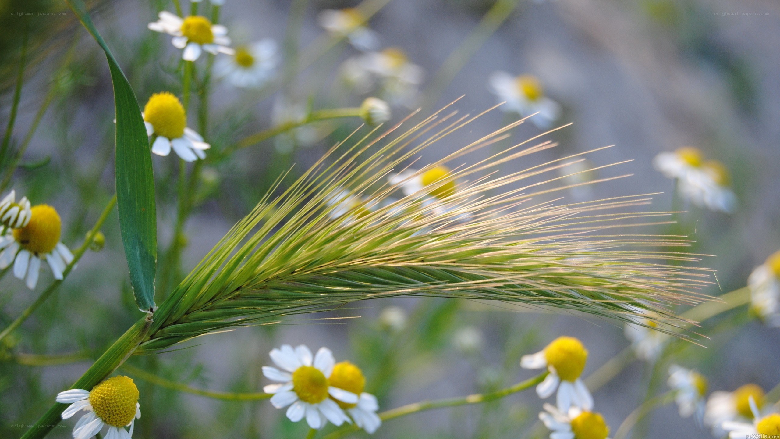 Chamomile and wheat in a field