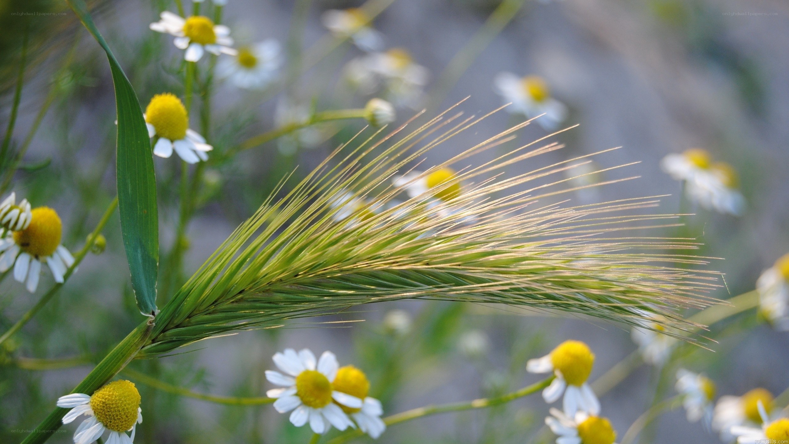 Chamomile and wheat in a field