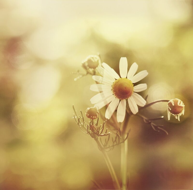 Chamomile flower in sunlight
