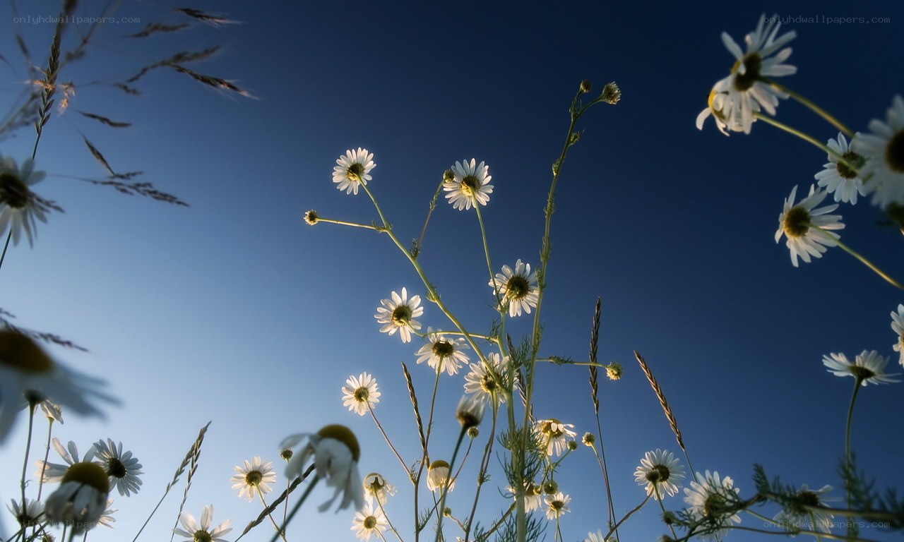 Chamomile flowers against blue sky