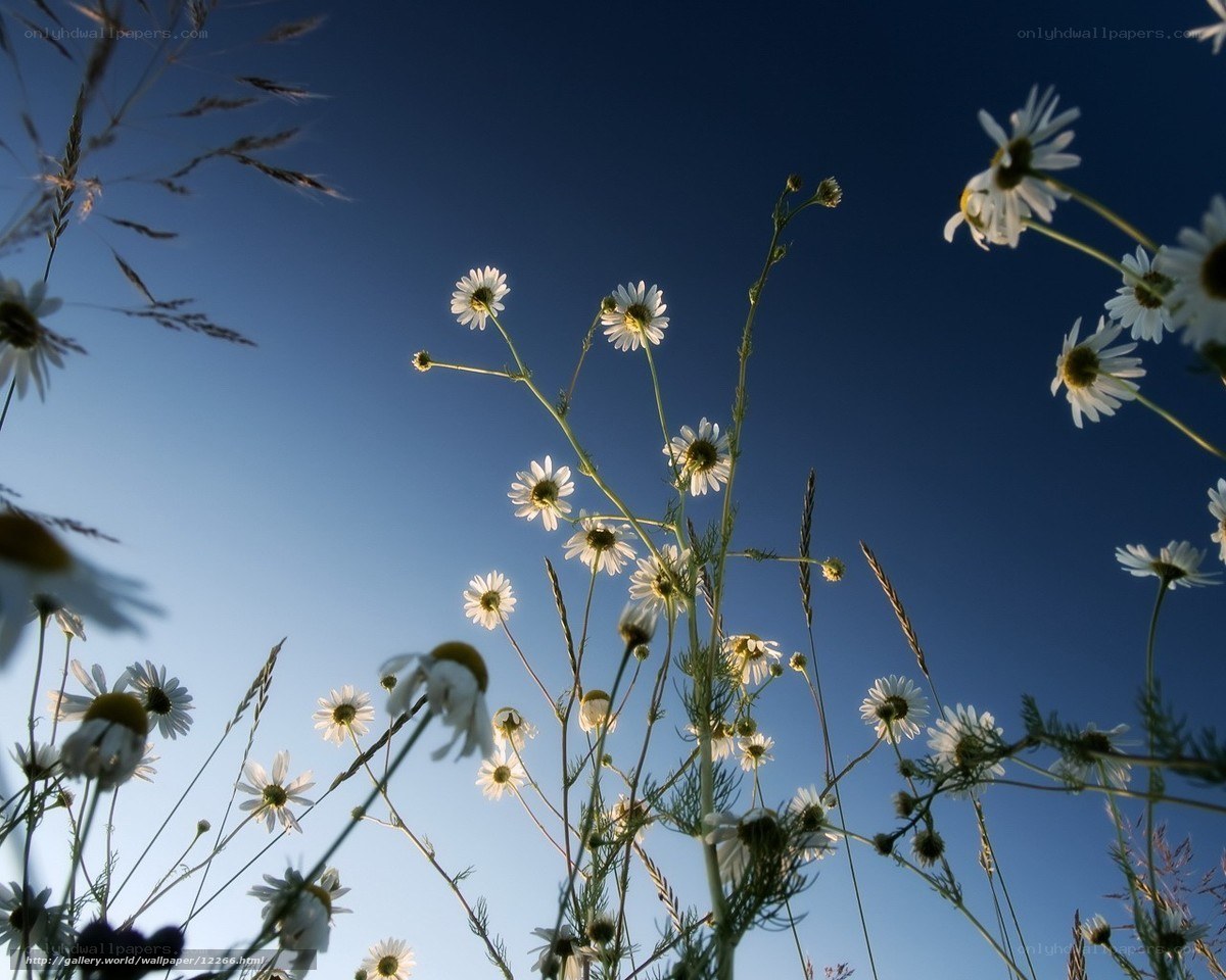 Chamomile flowers against blue sky