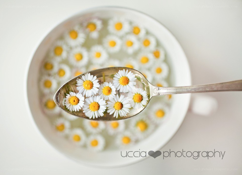 Chamomile flowers in a cup