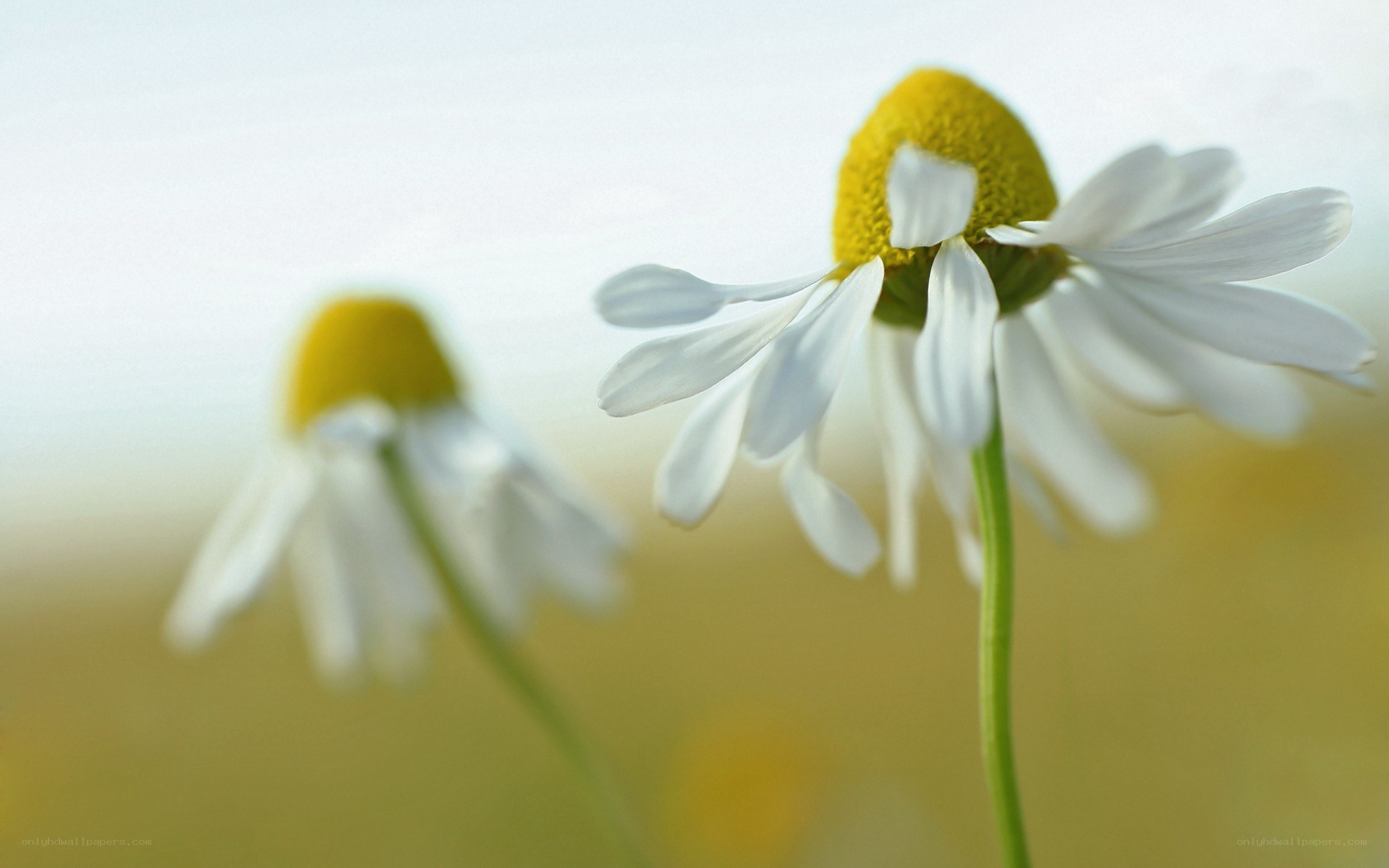 Chamomile flowers in a field