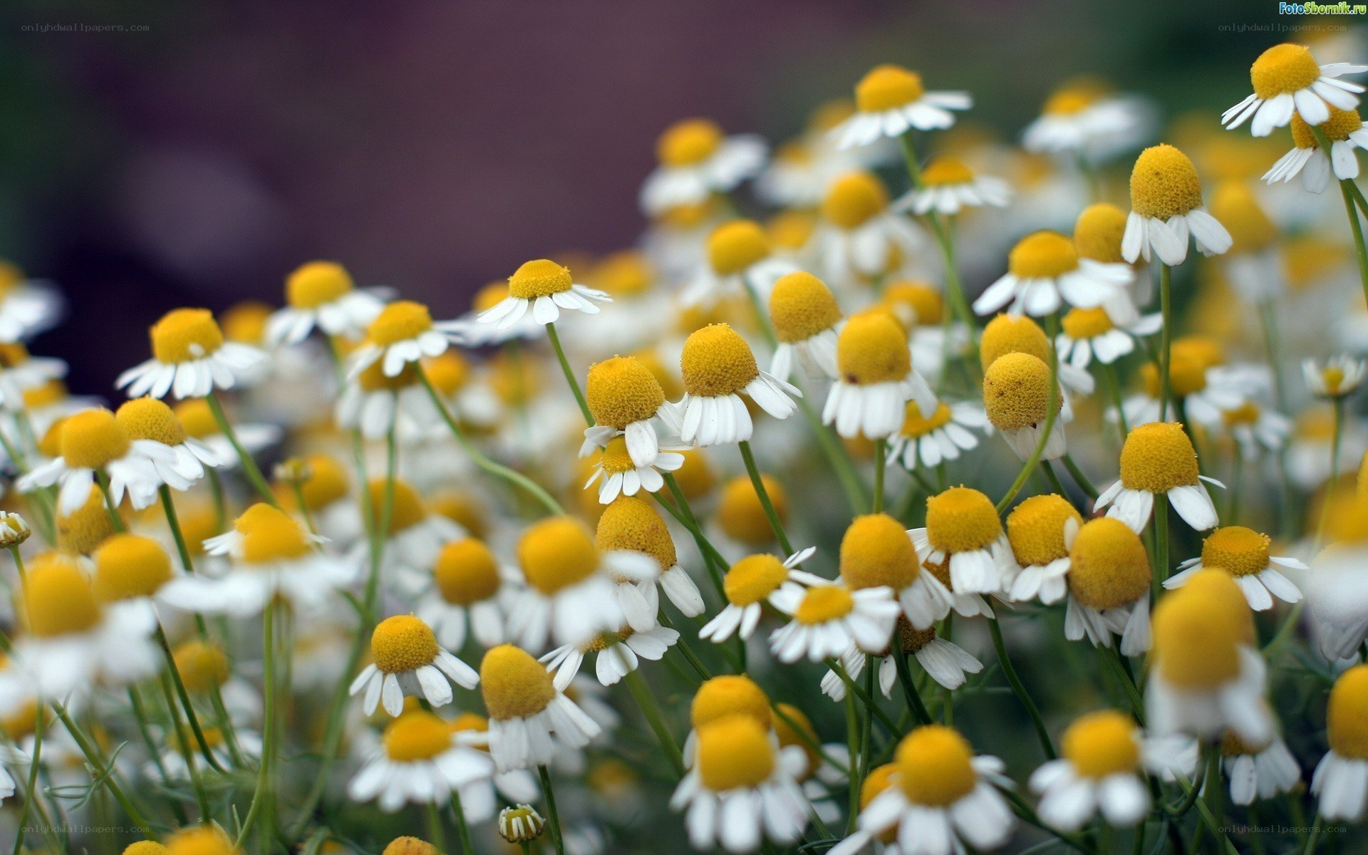Chamomile flowers in a field