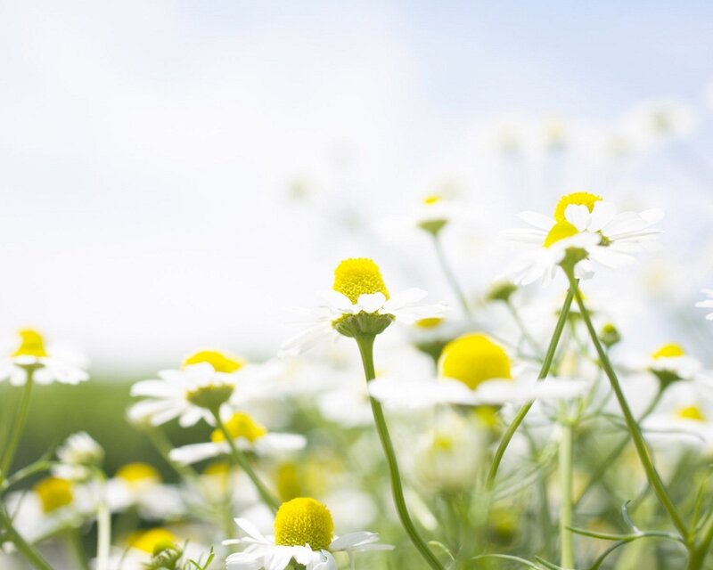 Chamomile flowers in a field
