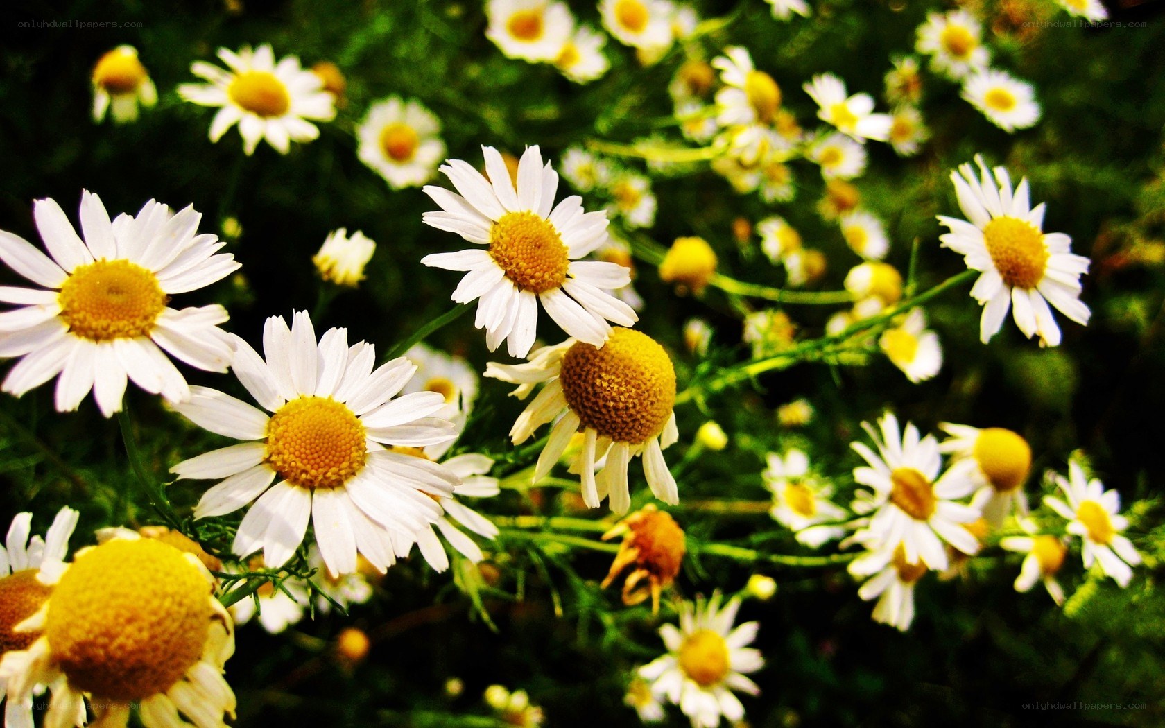 Chamomile flowers in a field