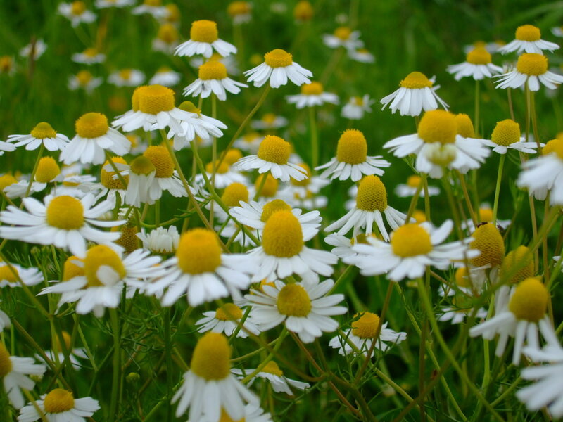 Chamomile flowers in a field