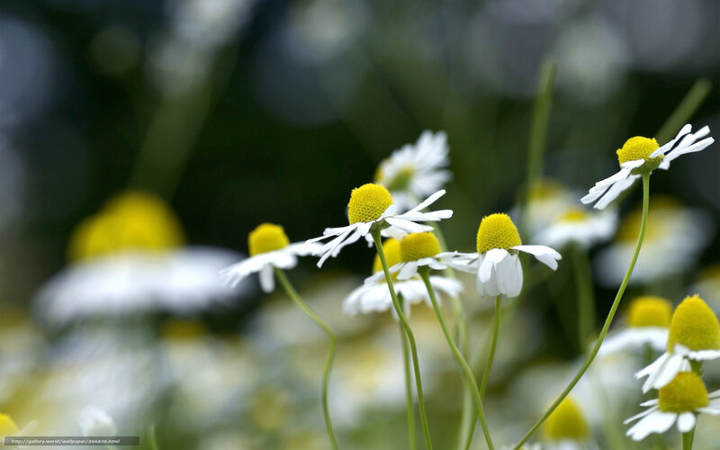 Chamomile flowers in a field