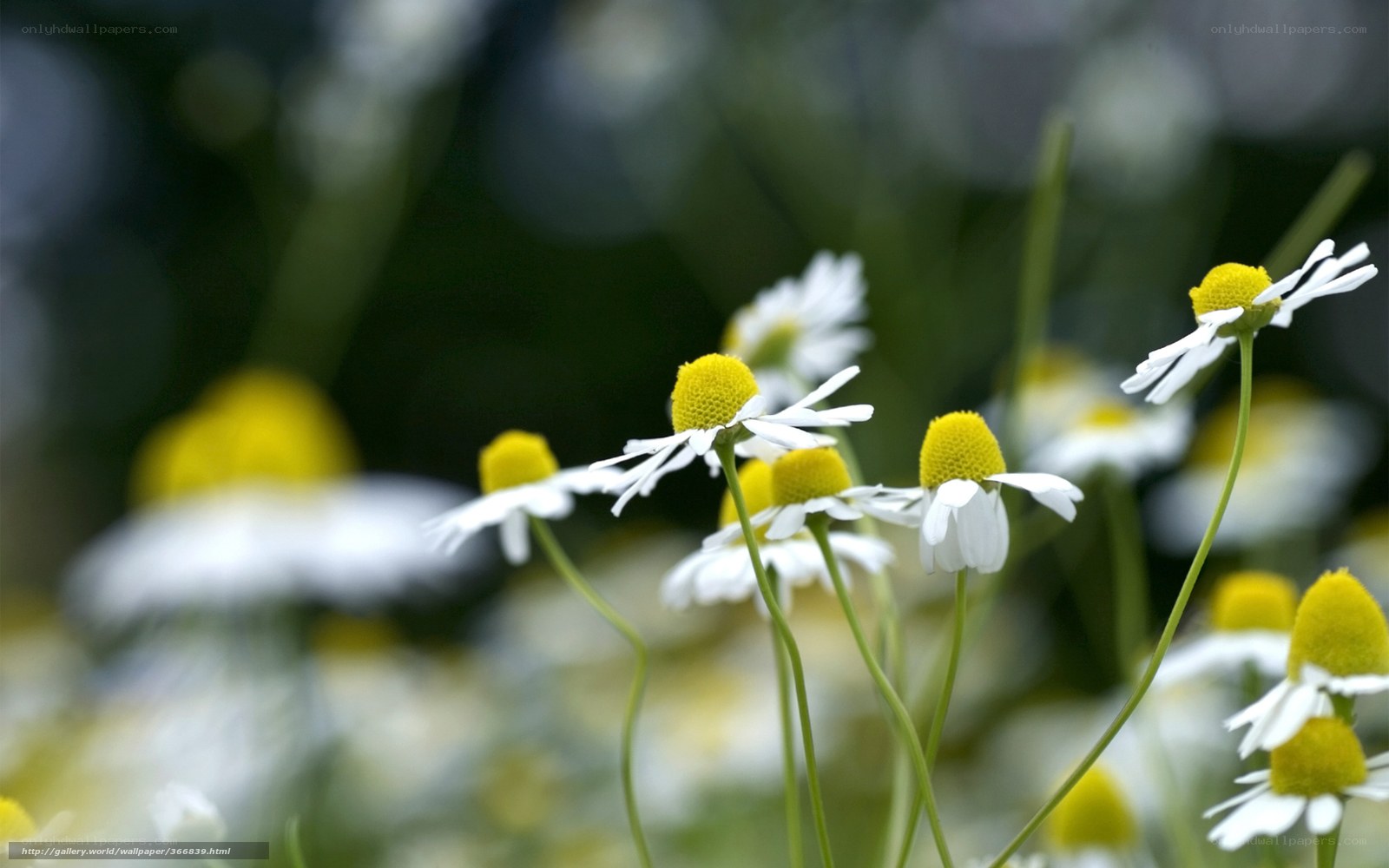 Chamomile flowers in a field