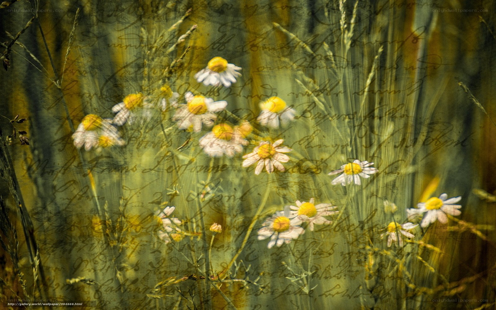 Chamomile flowers in a field