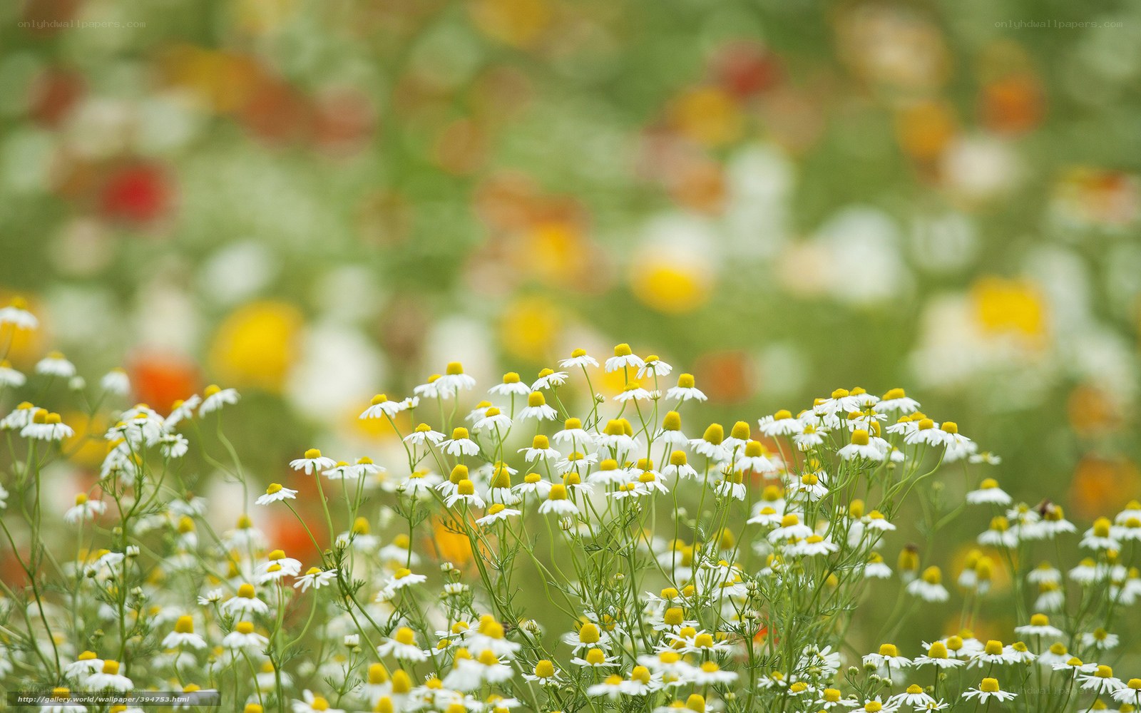 Chamomile flowers in a field