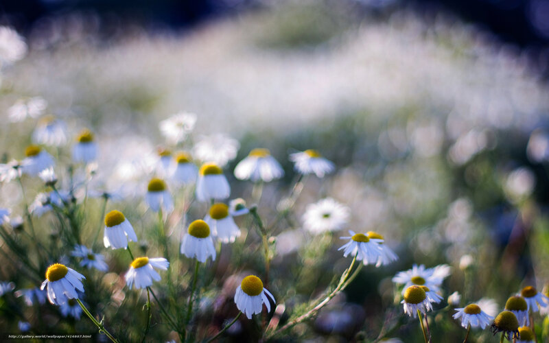 Chamomile flowers in a field
